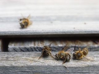 ¿Por qué deberías cuidar tu consumo de leche de almendras?