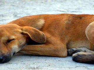 Reino Unido reconocerá legalmente que los animales tienen sentimientos