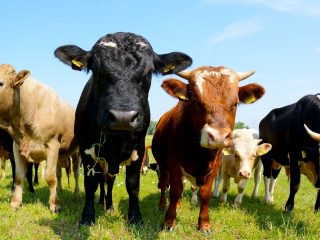 Estudio confirma que reducir el consumo de carne combate el cambio climático