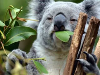 Australia declara a los koalas especie en riesgo de extinción