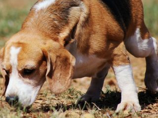 Perros de alerta médica y detectores de cáncer