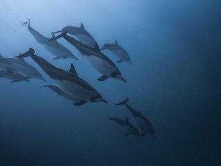 Los delfines machos silban para mantener relaciones sociales clave, según un estudio