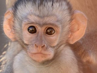 Prohíben lucrar con animales silvestres en Quintana Roo