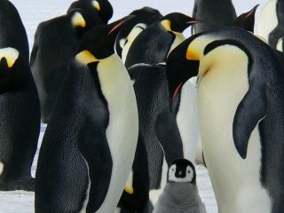 PLANET: Los pingüinos emperador podrían extinguirse