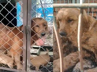 PETS: Intentan salvar a docenas de Golden Retrievers y Corgis de la masacre en China