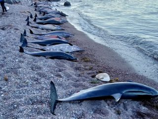 Aparecen delfines muertos varados en la costa de México