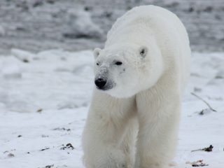 Descubren población secreta de osos polares