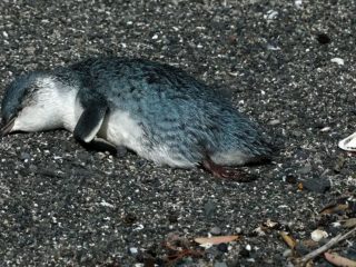 Cientos de pequeños pingüinos azules aparecen muertos en Nueva Zelanda