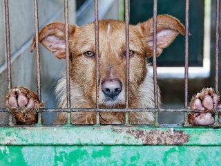 Rescatan 386 perros del festival de carne de perro de Yulin en China