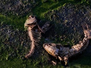 Peces muertos son casi todo lo que queda de un lago en Chile afectado por la sequía