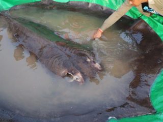 Camboyano captura el pez de agua dulce más grande registrado en el mundo