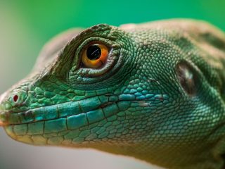 Reptiles y Anfibios