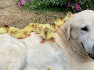 Mira a un labrador adopta su tercer grupo de patitos huérfanos