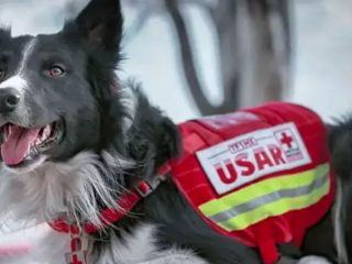 Hombre acusado de matar a dos perros de rescate de la Cruz Roja podría recibir 18 años de cárcel