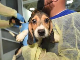 Más de 4.000 beagles son rescatados de experimentos médicos