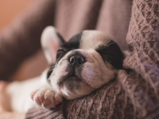 ¿Por qué tu perro duerme contigo?