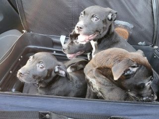 Rescatan a cachorros encontrados en una maleta