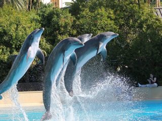 ¡Bravo! México prohíbe el uso de animales marinos para espectáculos