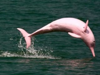 ¿De dónde vienen los delfines rosados?