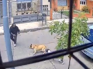 ¡Lo viral! Perros salvan a un hombre de un robo en Argentina