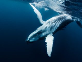 <strong>Las ballenas azules absorben hasta 10 millones de trozos de microplásticos al día</strong>