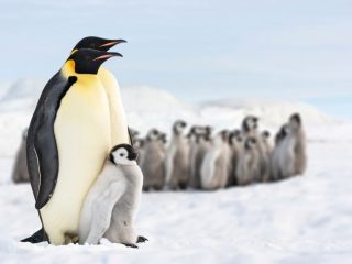 ¡No puede ser! El pingüino emperador al borde de la extinción