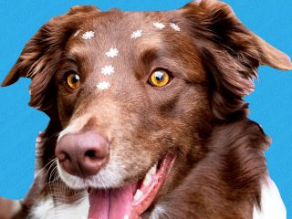 Para cuidar correctamente a tu animal de compañía debes conocerlo bien.