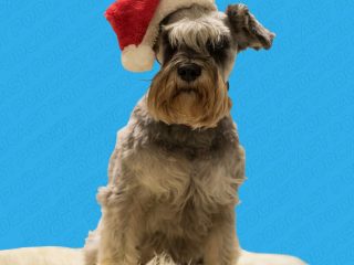 Festividades navideñas y nuestros animales de compañía