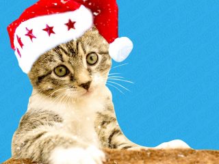 Festividades decembrinas con nuestras mascotas Programa especial, parte 2