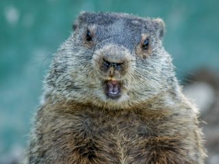 02 de febrero, Día de la Marmota