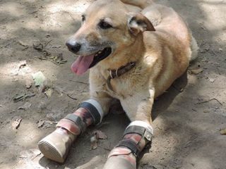 Pay de Limón, el perro mutilado por Los Zetas compite por convertirse en la mascota favorita de América