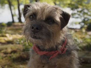 Will Ferrell da voz a un terrier que busca venganza en el tráiler de “Strays”