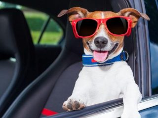 En el Día Mundial del perro, 10 reglas básicas para viajar en auto con él