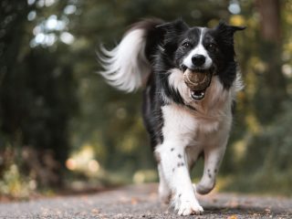 Las 10 principales responsabilidades de ser dueño de una mascota