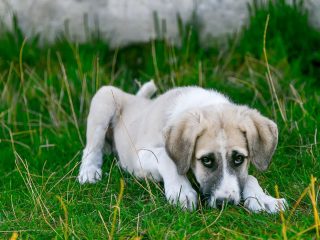 El moquillo o distemper canino