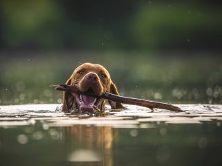 Perros y sus deportes