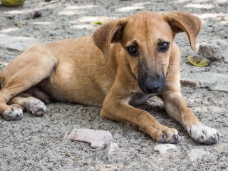 Día internacional del perro callejero