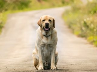 Día Mundial de los Animales