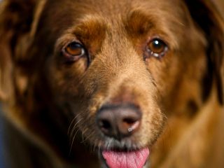 Bobi, el perro más viejo del mundo, muere a los 31 años