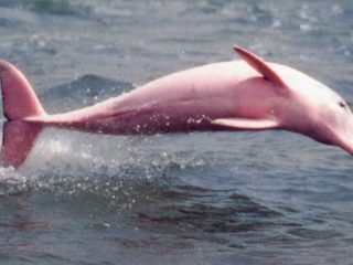 100 delfines rosados murieron en el Amazonas