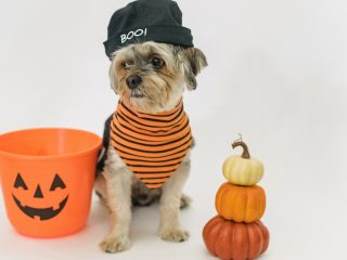 Los adornos en los festejos de Halloween y día de muertos y nuestros animales de compañía 