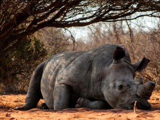 ANIMALES: Nace en Indonesia una cría de rinoceronte de Sumatra