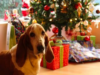 Alimentación en épocas navideñas