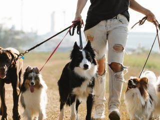 Normas cívicas para pasear con tu perro