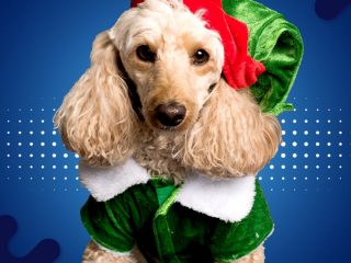 Los animales no son regalos adecuados de navidad o reyes - Sábado 25 Noviembre 2023