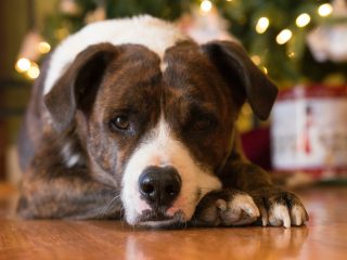 Adornos navideños